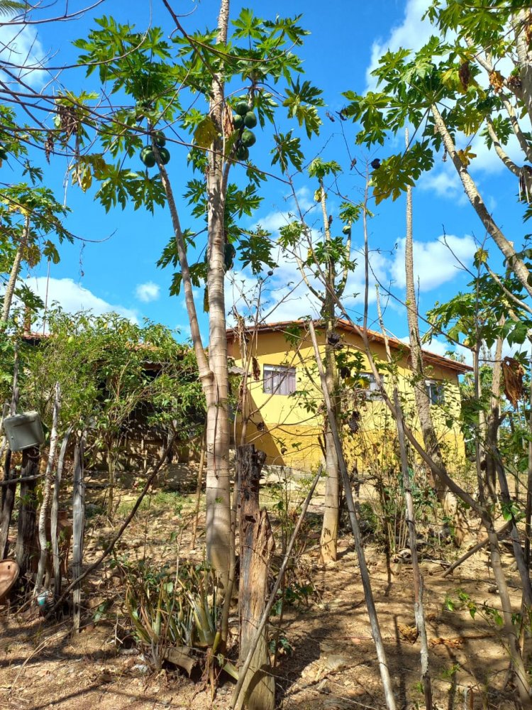 Fazenda - Venda - Zona Ruarl - Codisburgo - MG
