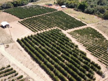 Terreno em Oliveira 15.000 m�